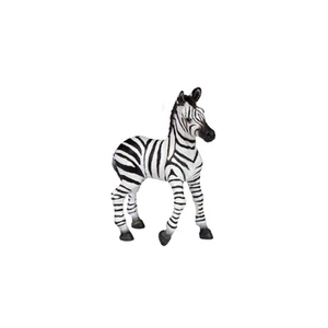 Zebra csikó 50122