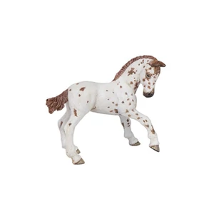 Apaloosa csikó