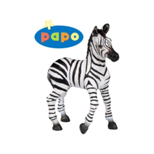 Zebra csikó 50122