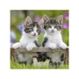 Kép 3/3 - Puzzle 3x49 db - Édes kiscicák